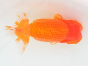 西日本金魚愛好会　東取締　野田三成　鳥栖みやき