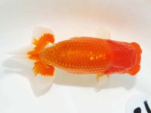 日らん　中尾晋作　熊本