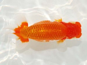 日らん　中野史彦　福岡