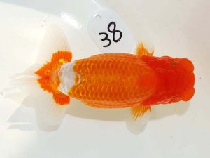 日らん　柏野正彦　岡山