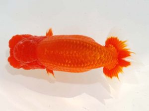 日らん 滝瀬健治　埼玉