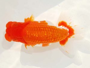 日らん　山光　勲　愛媛