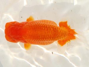 日らん 真鍋弘義　香川