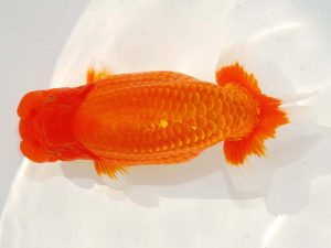 日らん 瀬野正樹　徳島