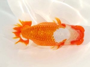 日らん　野島隆一　千葉