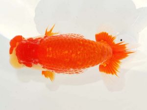 日らん　大野宏児　愛媛