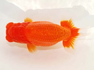 日らん　大野宏児　愛媛