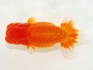 日らん 小笠原義照　岡山