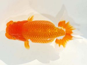 日らん 樋口豊勝　大阪