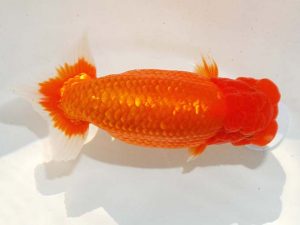 日らん　森下太郎　広島