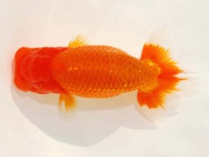 日らん　村上暢彦　岡山