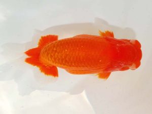 日らん 佐吉村友良　静岡