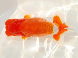 日らん　南掘育三　香川