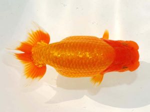 日らん 中村　剛　三重