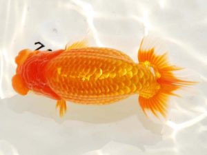 日らん 白石友太朗　東京