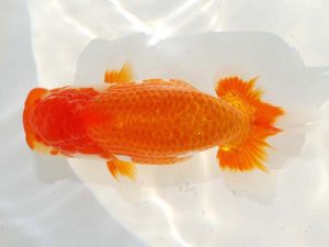 日らん　小川寿夫　広島