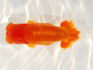 日らん 山田英幸　佐賀