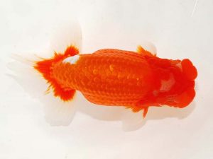 日らん 山光　勲　愛媛