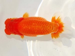 日らん　喜多　徹　大阪