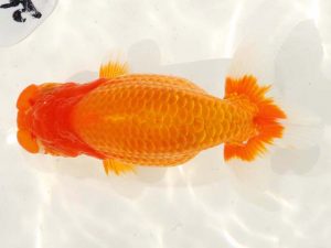 日らん　三田保之　愛知