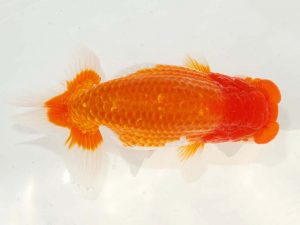 日らん 難波康宏　岡山