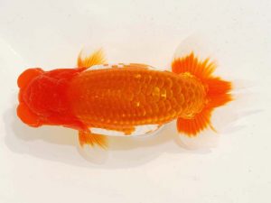 日らん 安藤　寛　静岡