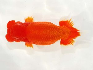 日らん　小澤忠幸　静岡