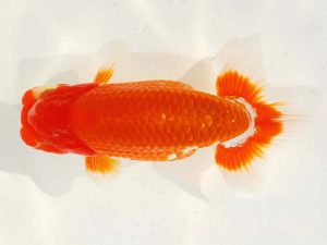 日らん 鈴木克己　静岡