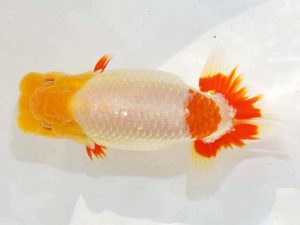 日らん 木村太一　岡山