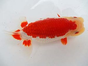 金魚文化連合会　二歳会　東大関　山田芳人