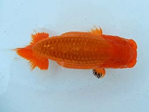 金魚文化連合会　二歳会　立行司　小林尚貴