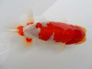 金魚文化連合会　二歳会　東取締　鯉江正道