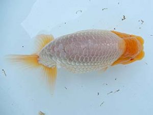 金魚文化連合会　二歳会　西取締　鯉江正道