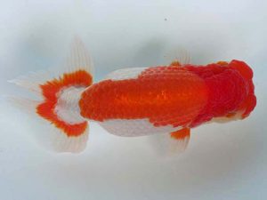 愛媛県らんちゅう愛好会　二歳会　１席　山口人史(西予市)