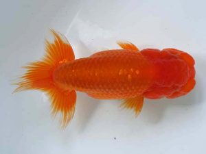 愛媛県らんちゅう愛好会　二歳会　３席　高岡泰雄(松山市)