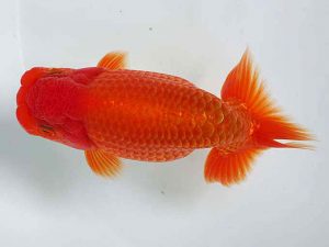 愛媛県らんちゅう愛好会　二歳会　４席　矢野慎一(松山市)