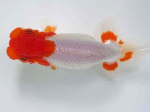 愛媛県らんちゅう愛好会　二歳会　５席　山口人史(西予市)