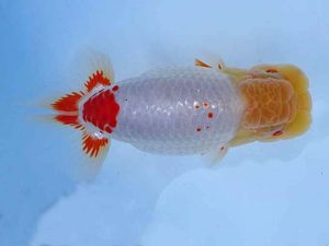 志摩紅鱗会　春季品評大会　東大関　伊勢市　山下隆生