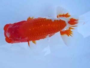 志摩紅鱗会　春季品評大会　西大関　志摩市　林 万貴