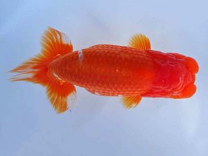 志摩紅鱗会　春季品評大会　立行司　松阪市　小濱照明