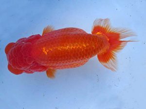 志摩紅鱗会　春季品評大会　取締一　伊勢市　岩田　実