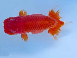 志摩紅鱗会　春季品評大会　取締二　松阪市　小濱照明