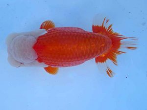 志摩紅鱗会　春季品評大会　東大関　志摩市 林 万貴