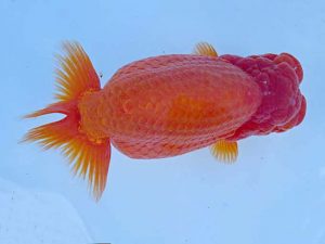 志摩紅鱗会　春季品評大会　取締一　志摩市 林　万貴