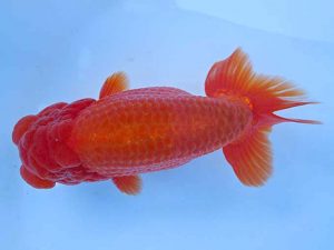 志摩紅鱗会　春季品評大会　取締二　伊勢市 岩田　実