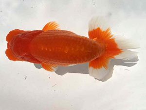 湘南らんちゅう会　二歳会　東大関　高橋大祐