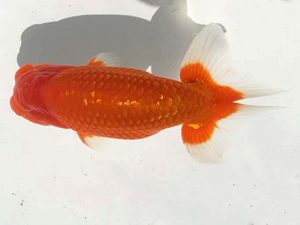 湘南らんちゅう会　二歳会　西大関　熊澤　誠