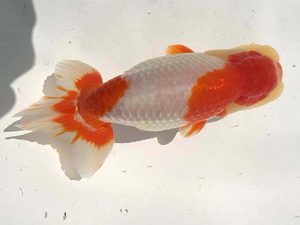 湘南らんちゅう会　二歳会　立行司　安田英一