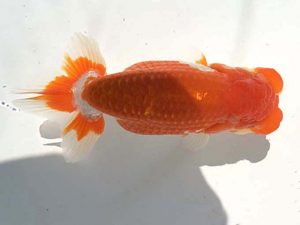 湘南らんちゅう会　二歳会　取締一　岩本公文