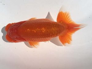 湘南らんちゅう会　二歳会　取締二　高橋大祐